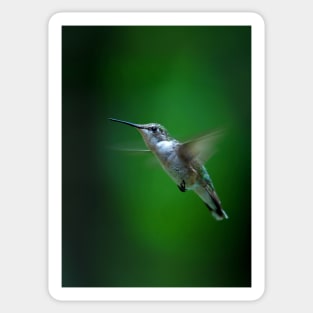 Ruby-throated hummingbird Sticker